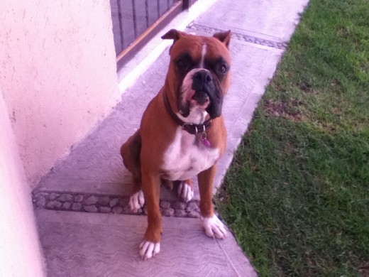 Hola! SOY MILO! :) Hola! SOY MILO! :)